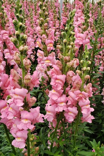 Snapdragon Pink 